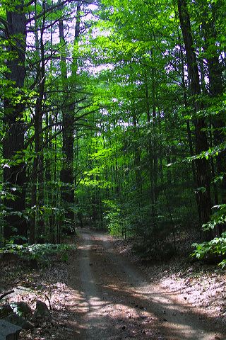 road_t_fire_point.jpg